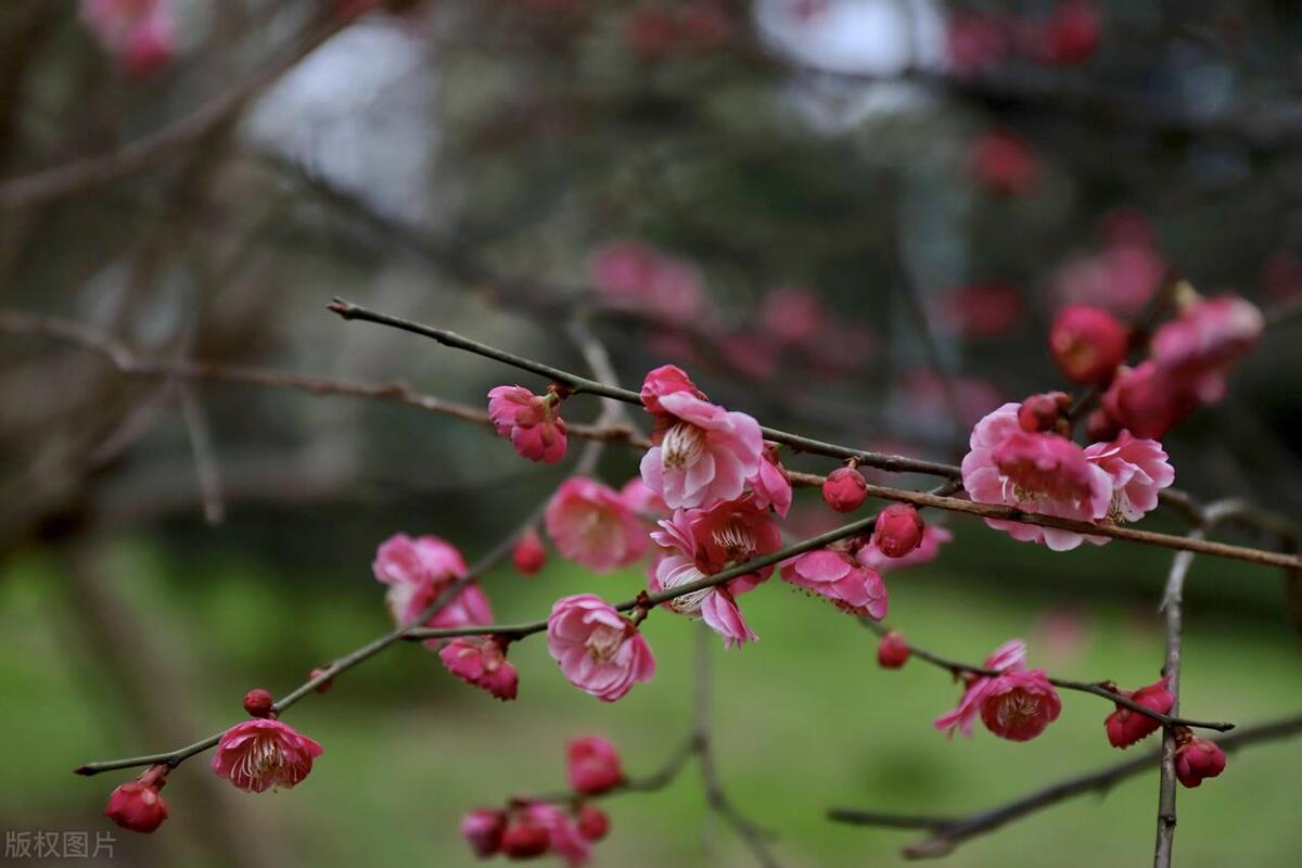 形容春暖花开的唯美句子（30句春日诗词，在诗意中赏一场春暖花开）