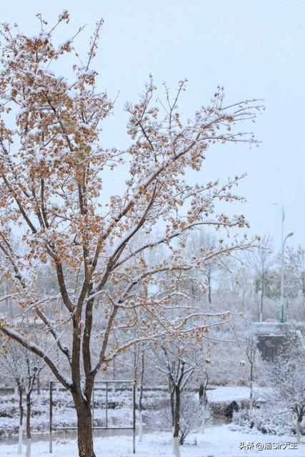 雪景朋友圈短句（冬天下雪发朋友圈文案）